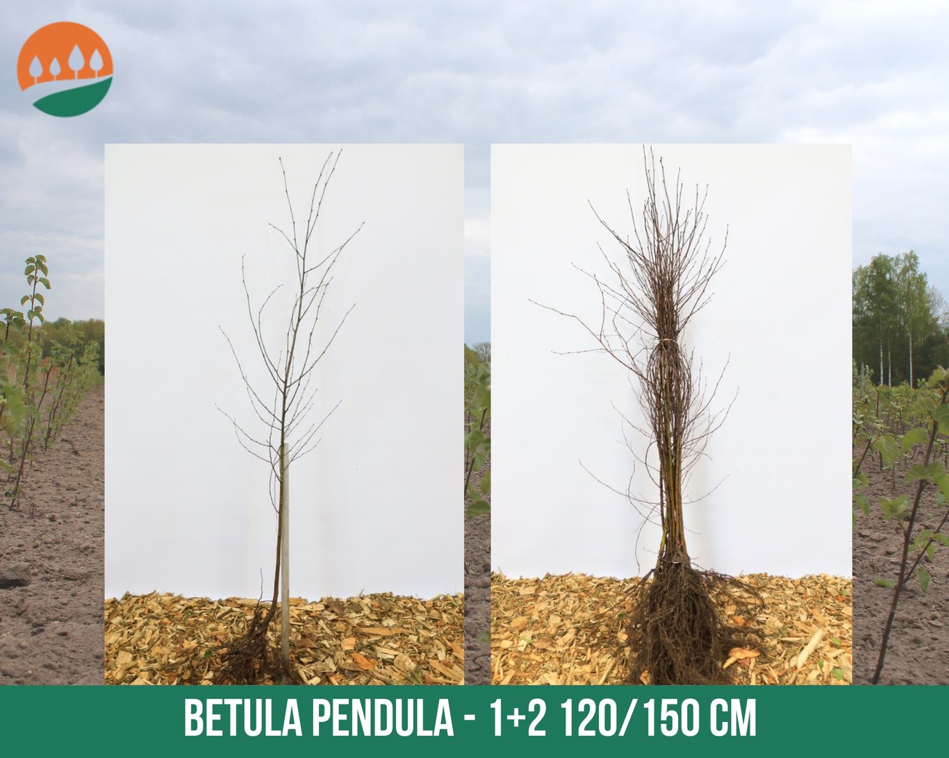Betula pendula - 120-150 CM bare root 1/1